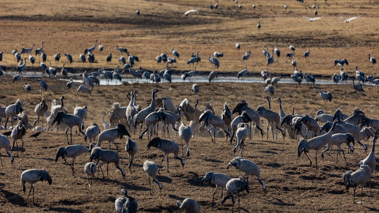 Die Top 10 der faszinierendsten Tiermigratiosrouten der Welt